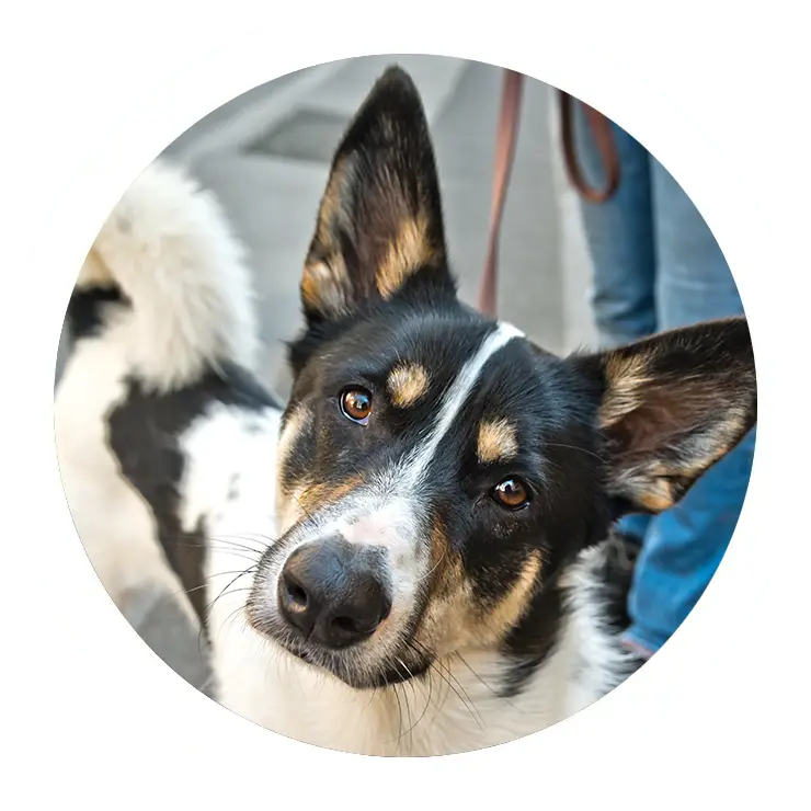 Tevreden Klanten & Harige Vrienden