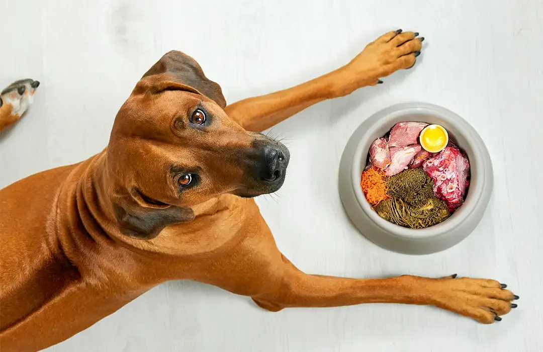 BARF for Beginners: Feeding Dogs the Right Way