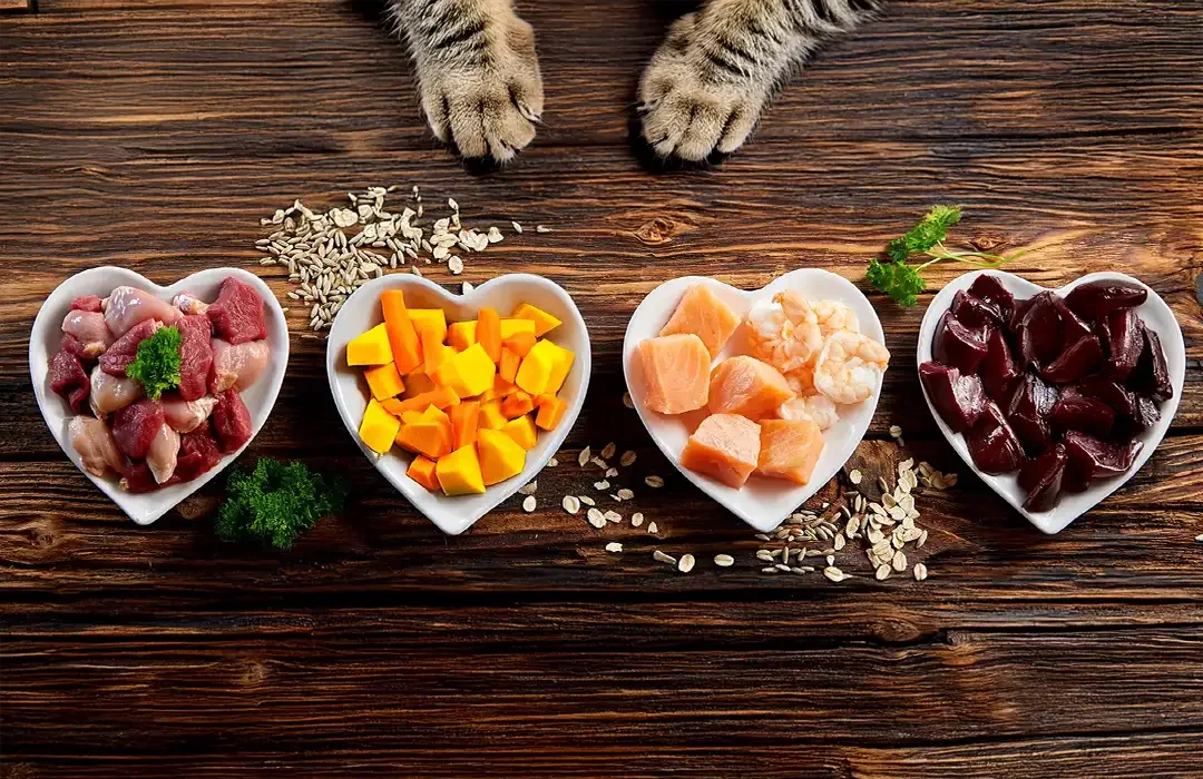 Hvad er BARF? Alt om råfodring af katte