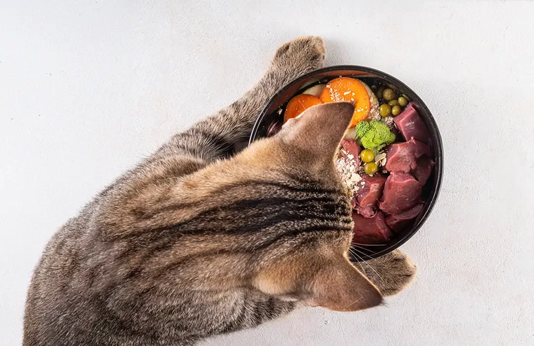 BARF for begyndere: Hvordan råfodrer jeg min kat korrekt?