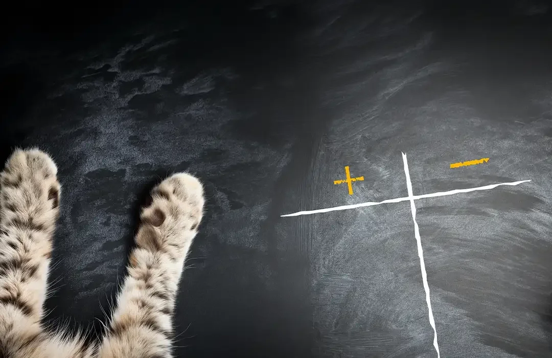 BARF pour chats : avantages & risques de l'alimentation crue
