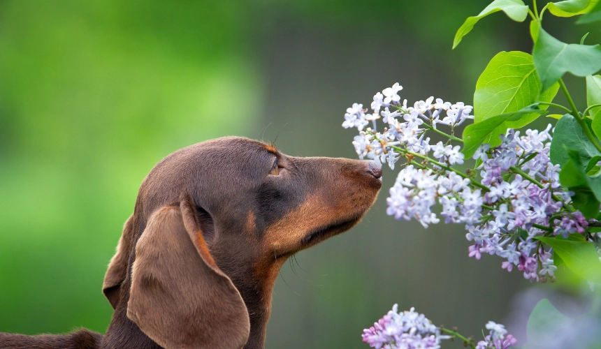 Foder til Hunde