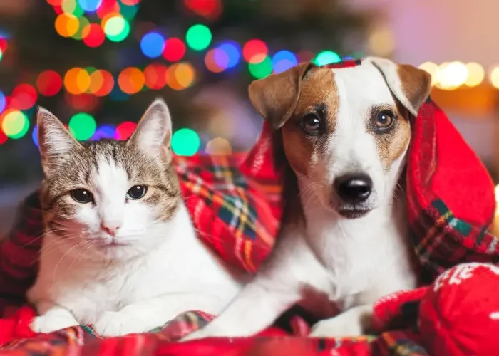 eBarf Advent Calendar