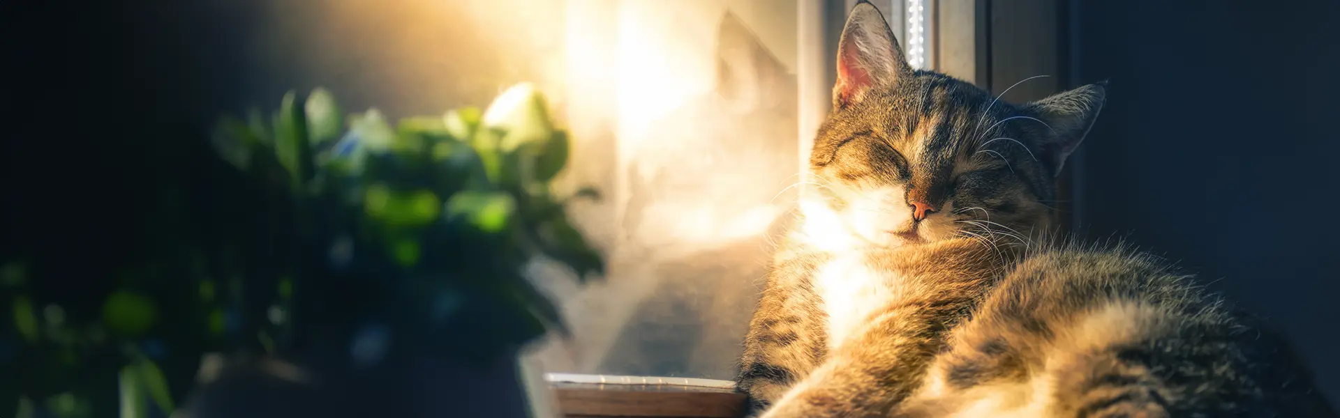 Food for cats and dogs