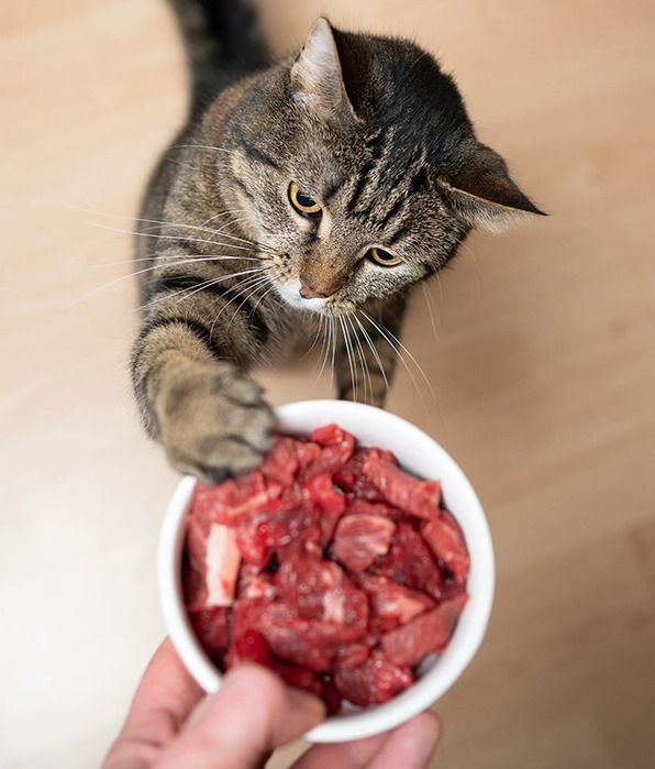 Cat reaching for food