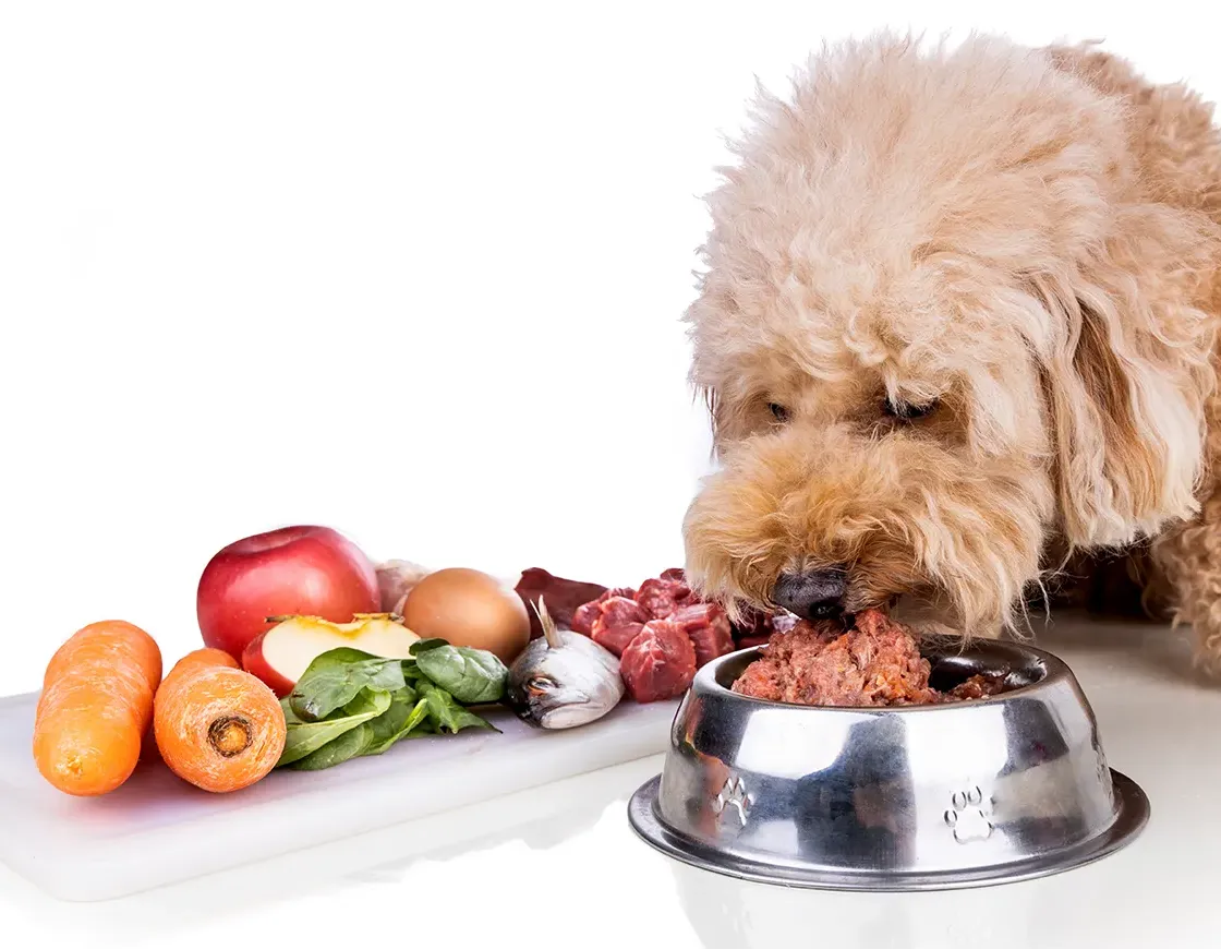 Pudel am BARF-Napf