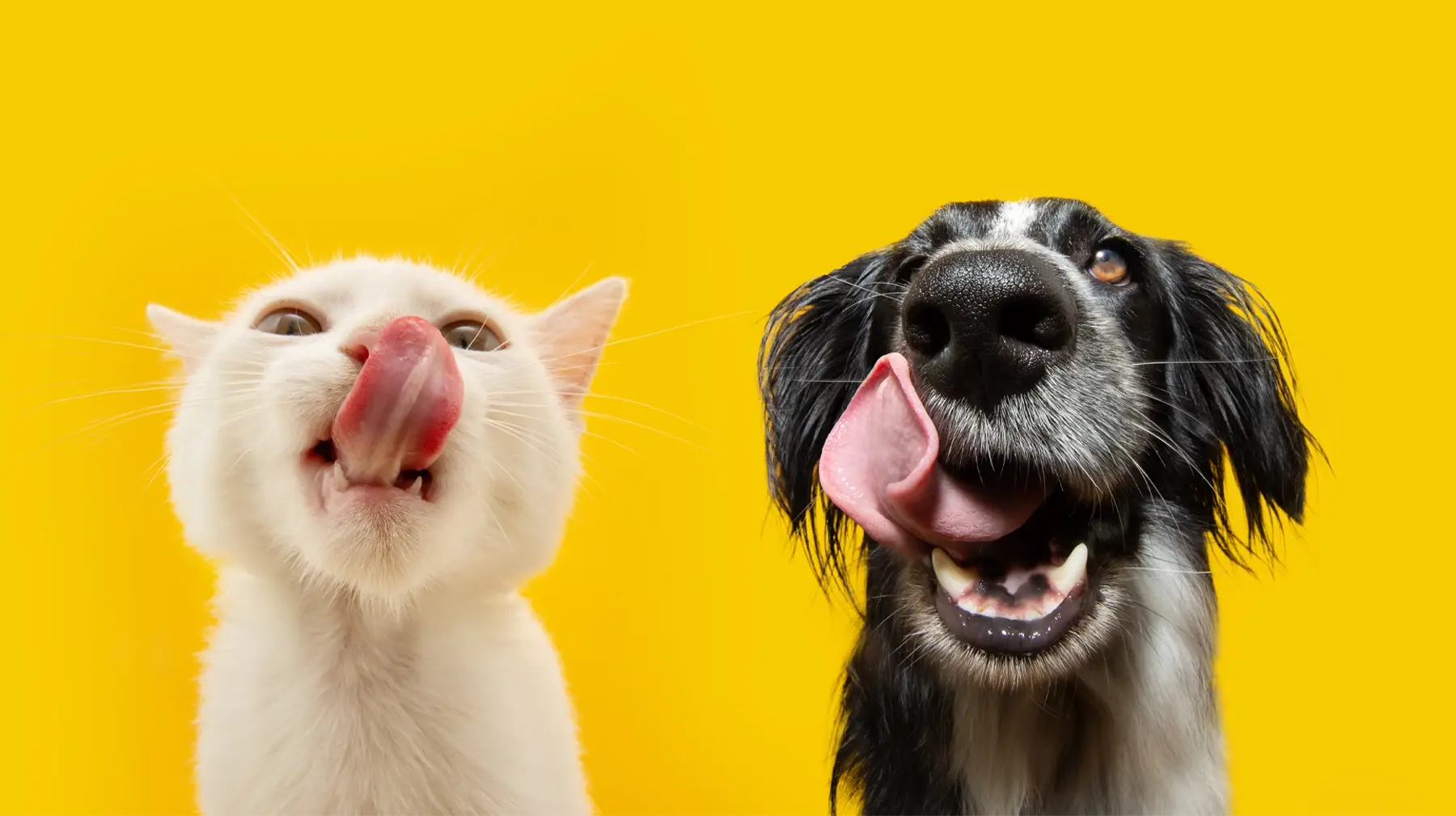 Gatti e cani
