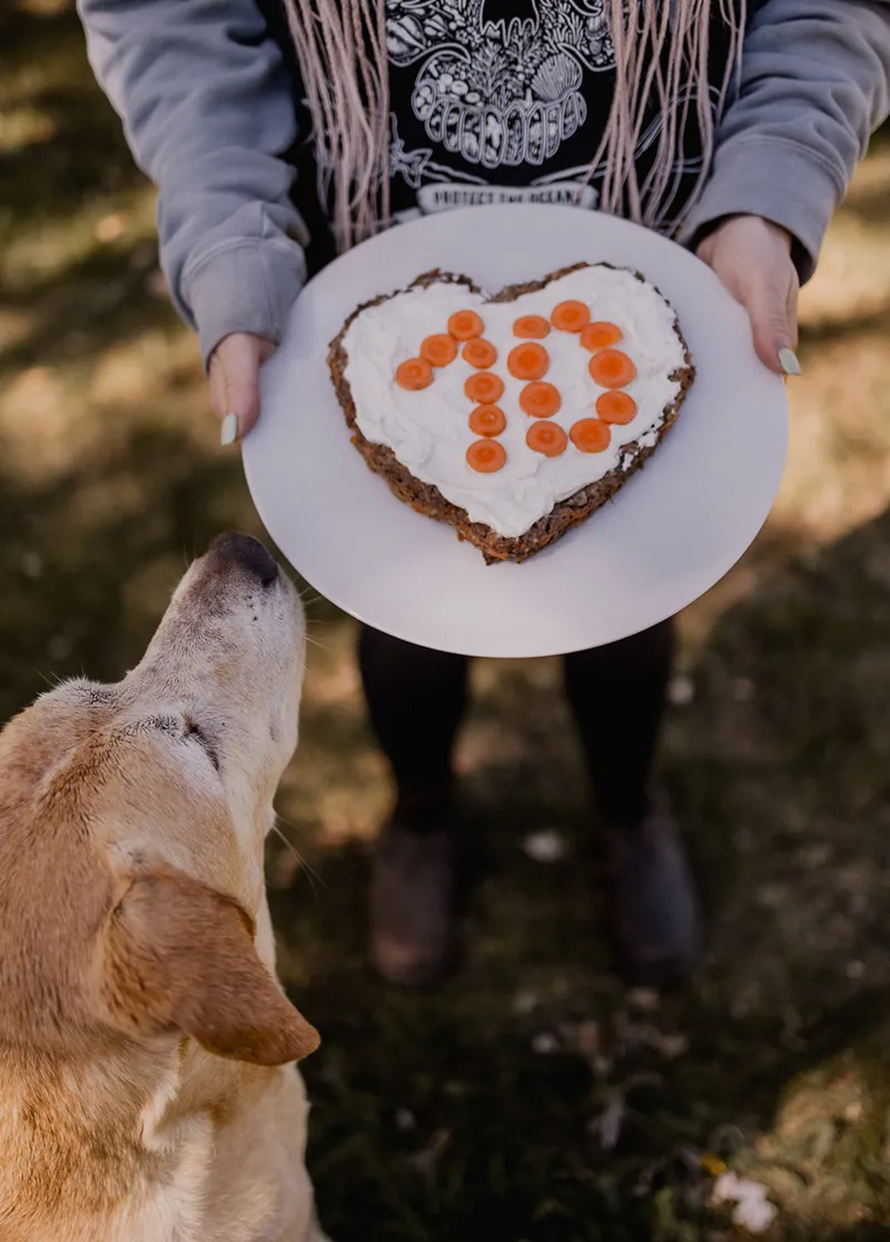 BARF cake with a blonde Labrador cross