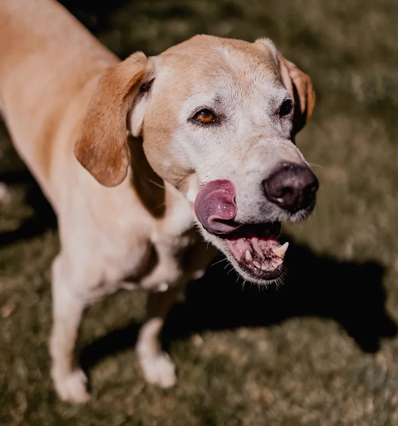 Blonde Labrador cross licking his lips