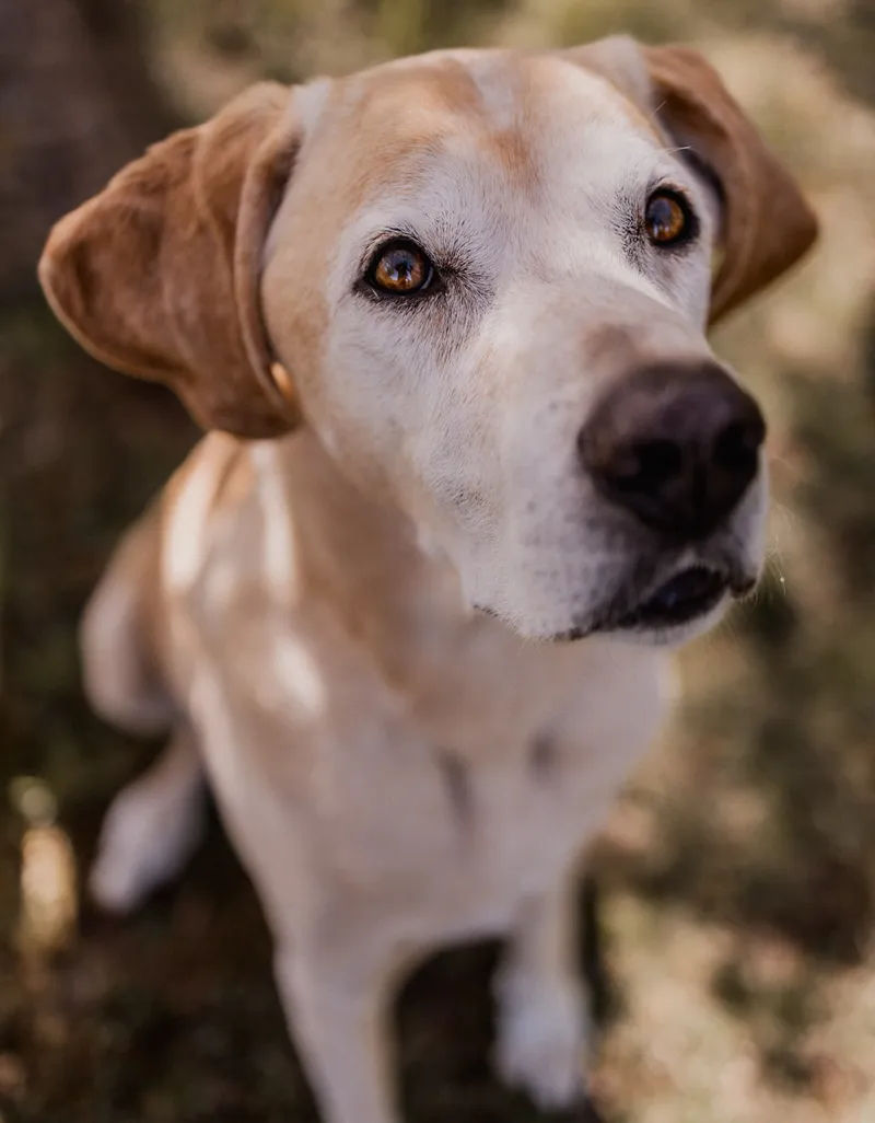 Portrait of a blonde Labrador cross with a grey face