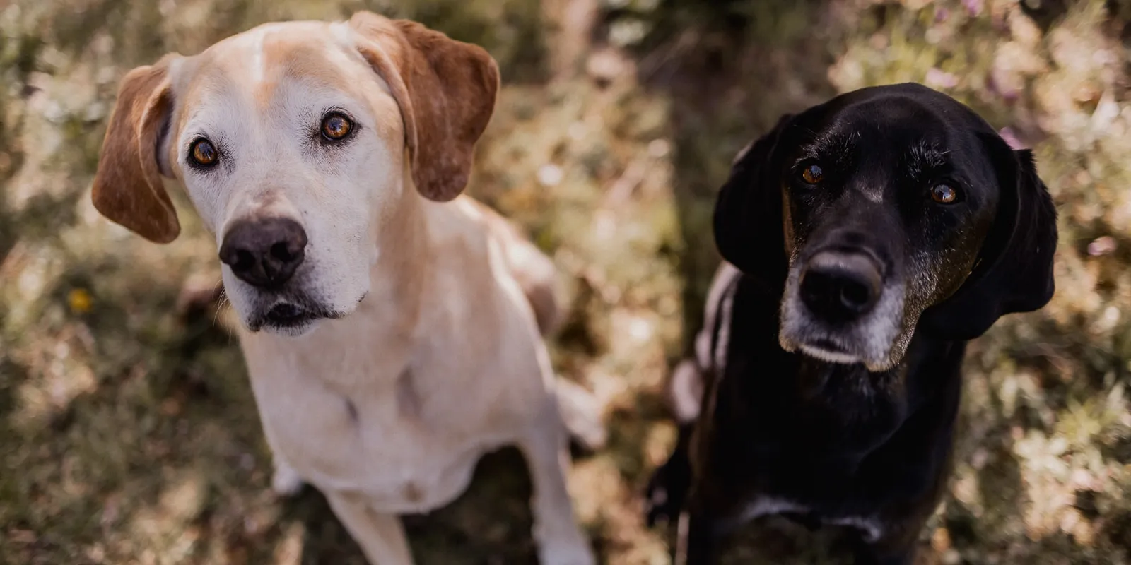 Blonde and black Labrador crosses