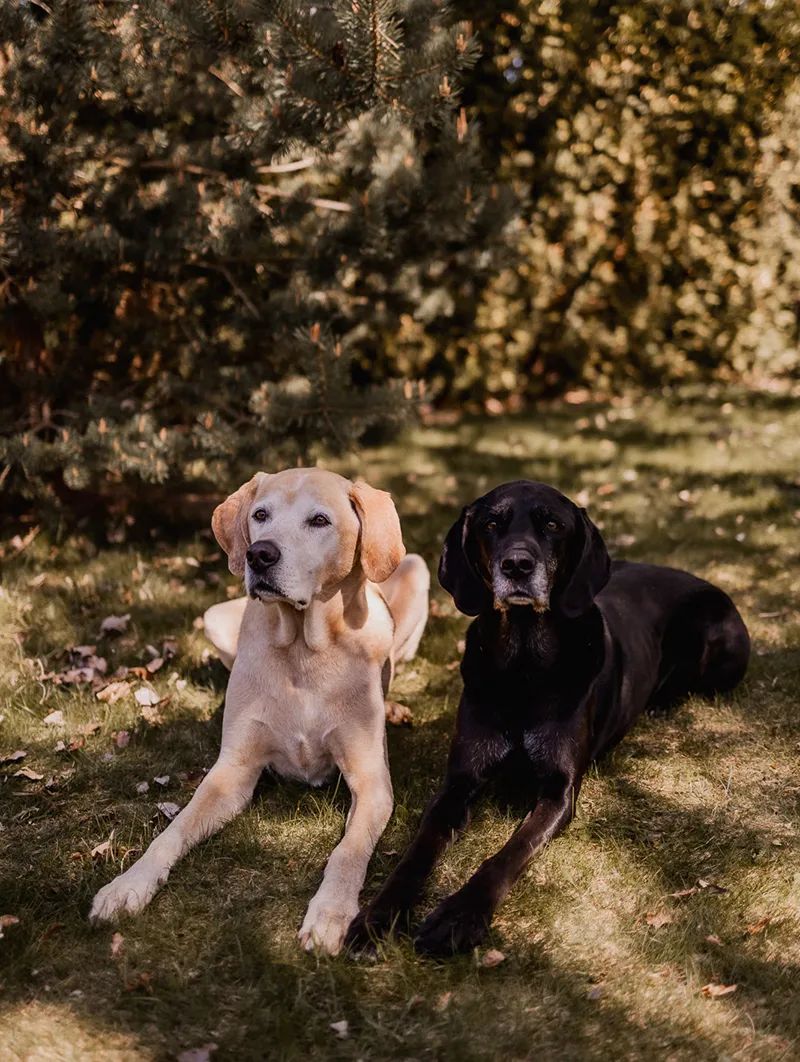 Blonde and black Labrador crosses lying in the garden