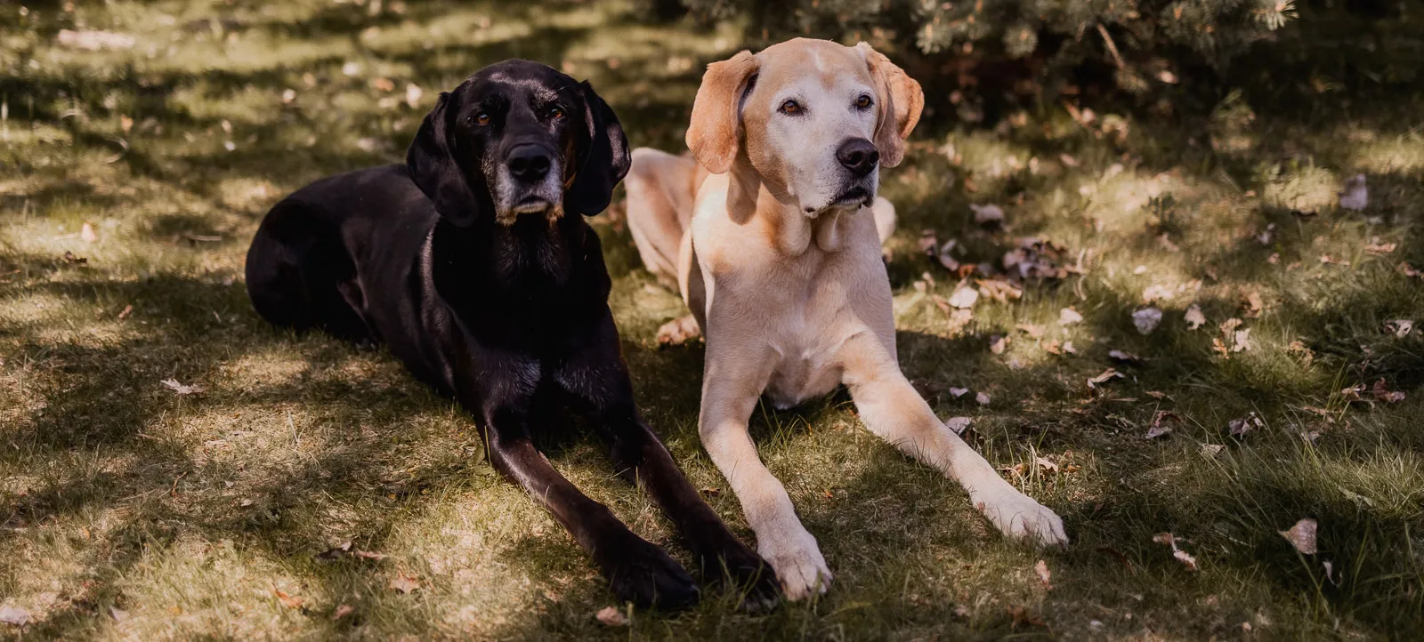 Blonde and black Labrador crosses lying down
