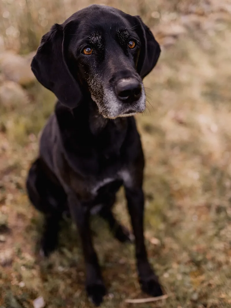 Seated Labrador cross with a grey muzzle