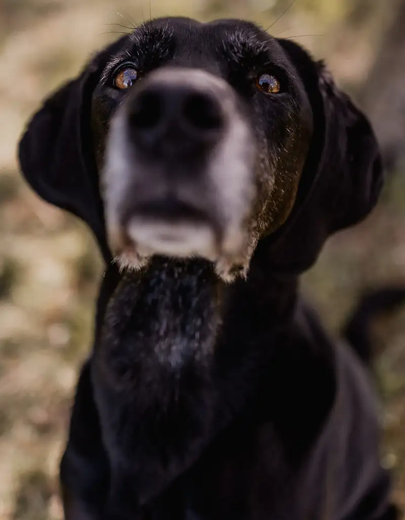 Portrait of a Labrador cross with a grey muzzle