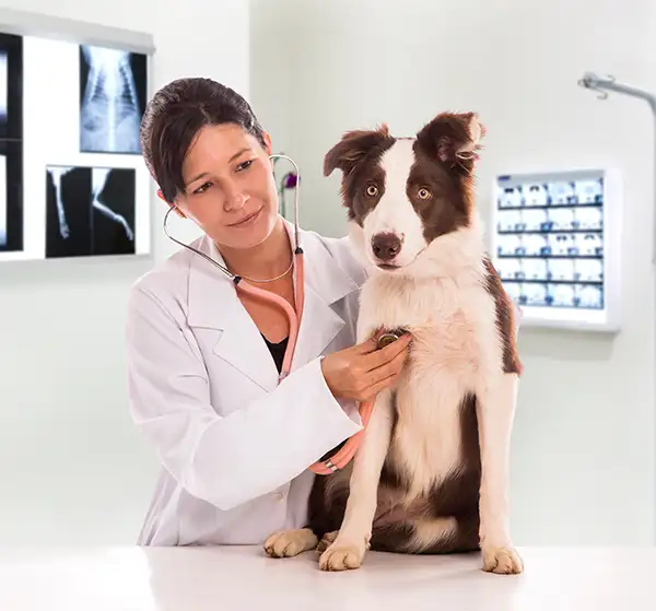 Border Collie auf Tisch bei Tierärztin
