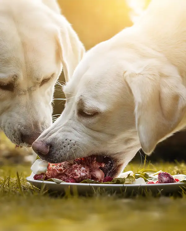 Golden Retriever frisst BARF-Mahlzeit