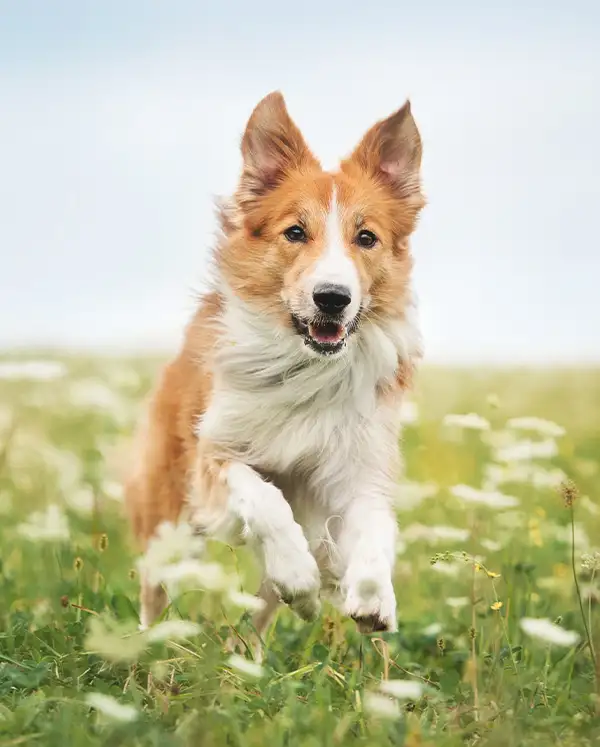 Border Collie springt durch Blumenwiese