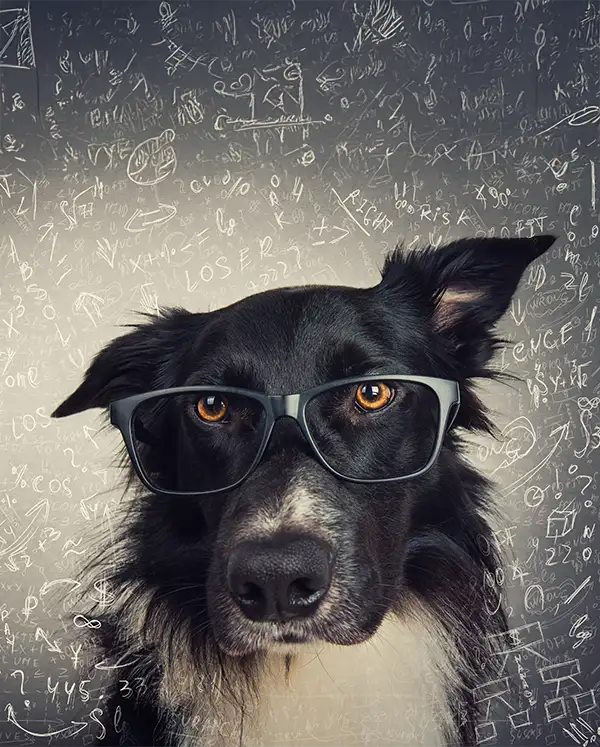 Border Collie mit Brille vor beschriebener Tafel