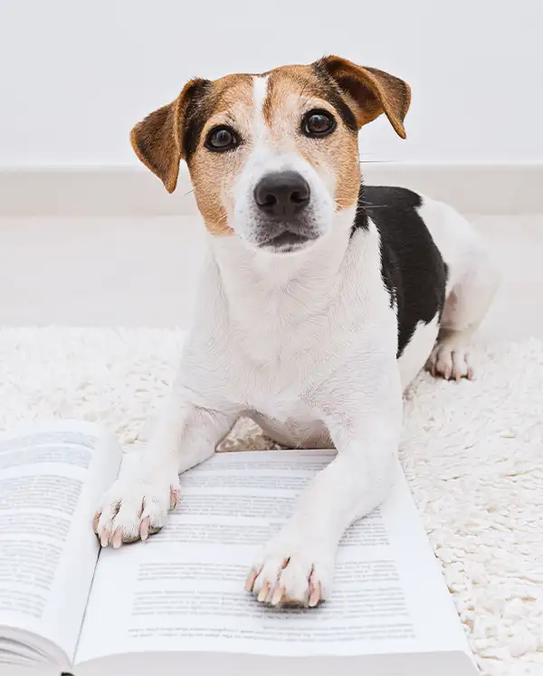 Jack Russel mit Vorderpfoten auf Buch