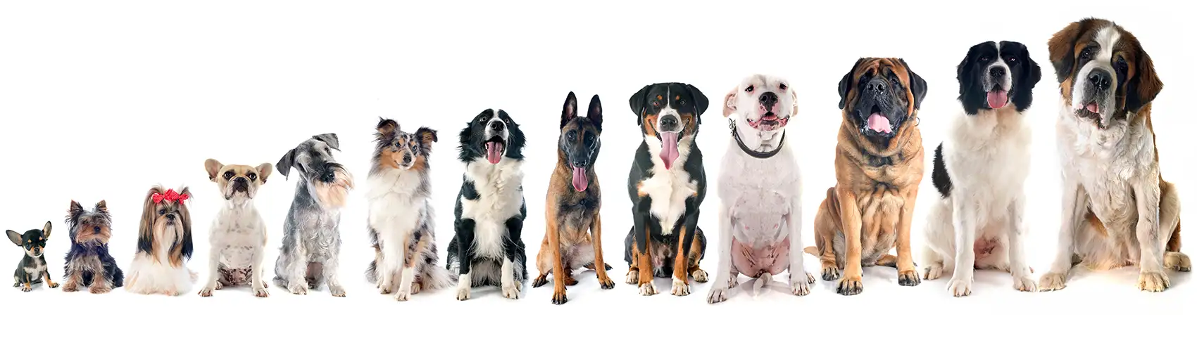 Verschiedene Hunde in aufsteigender Größe