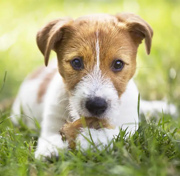 Terrier mit Kauartikel