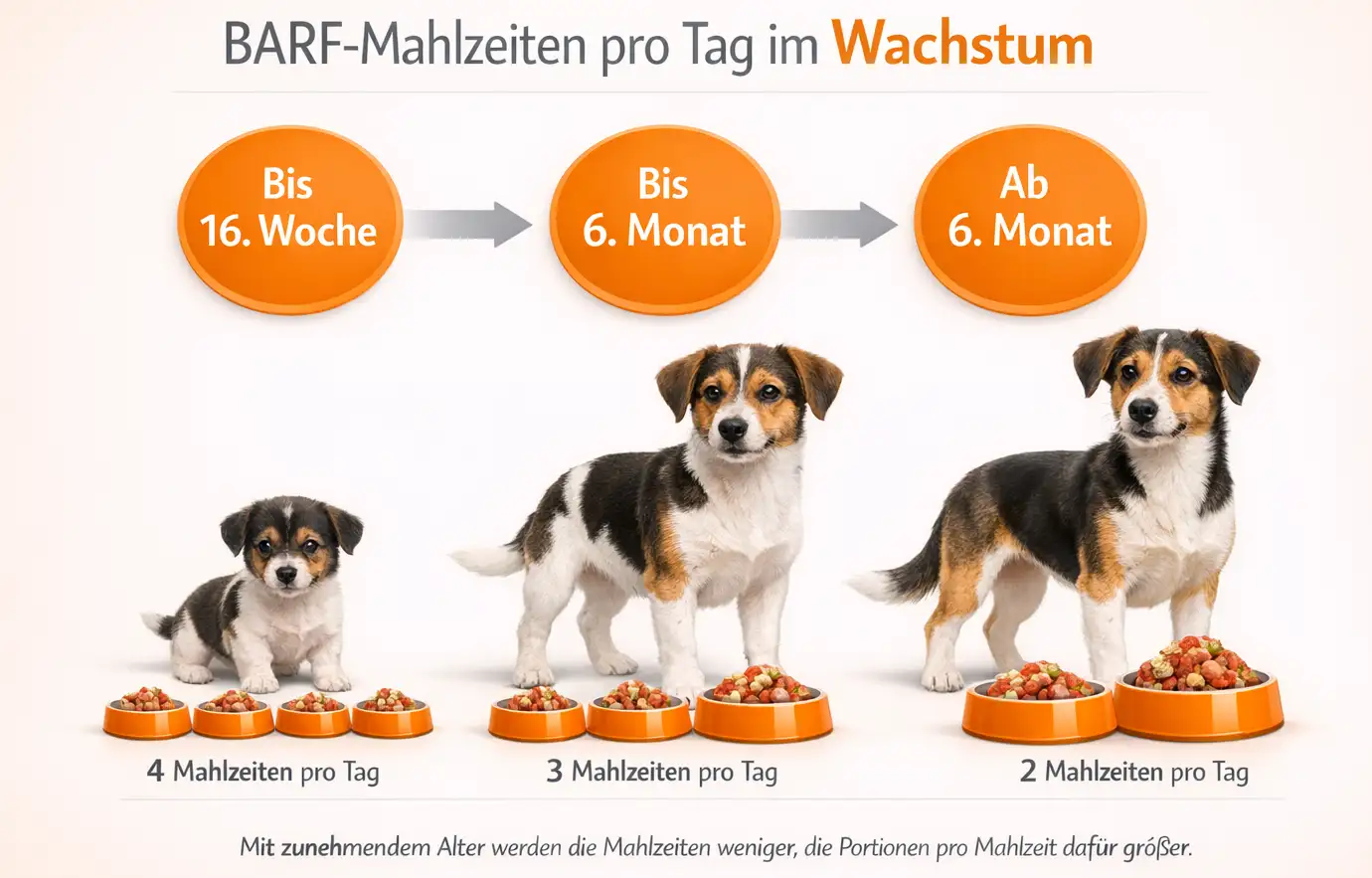 Grafik Anzahl BARF-Mahlzeiten pro Tag