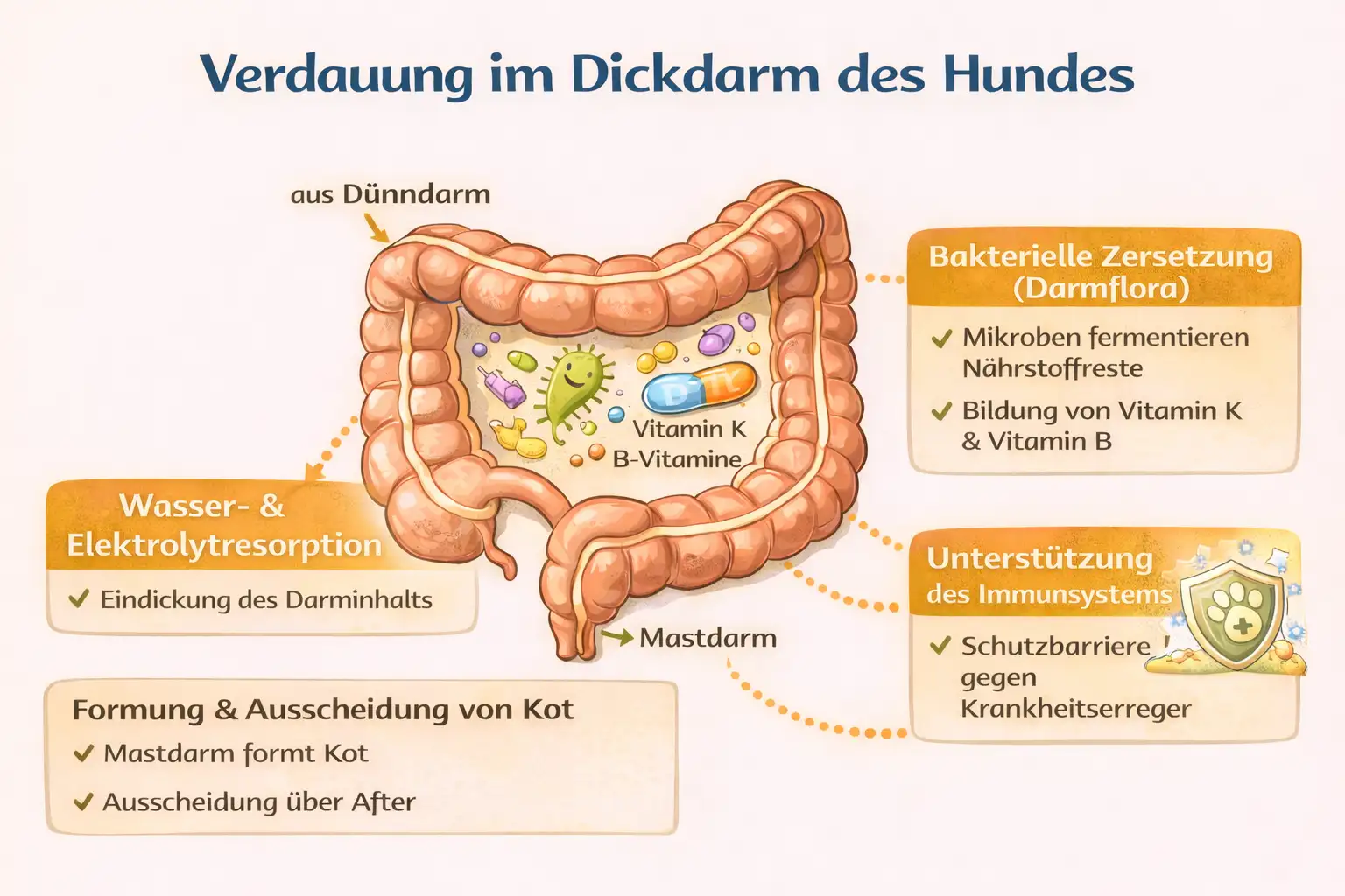 Schematische Darstellung Verdauung Dickdarm Hund