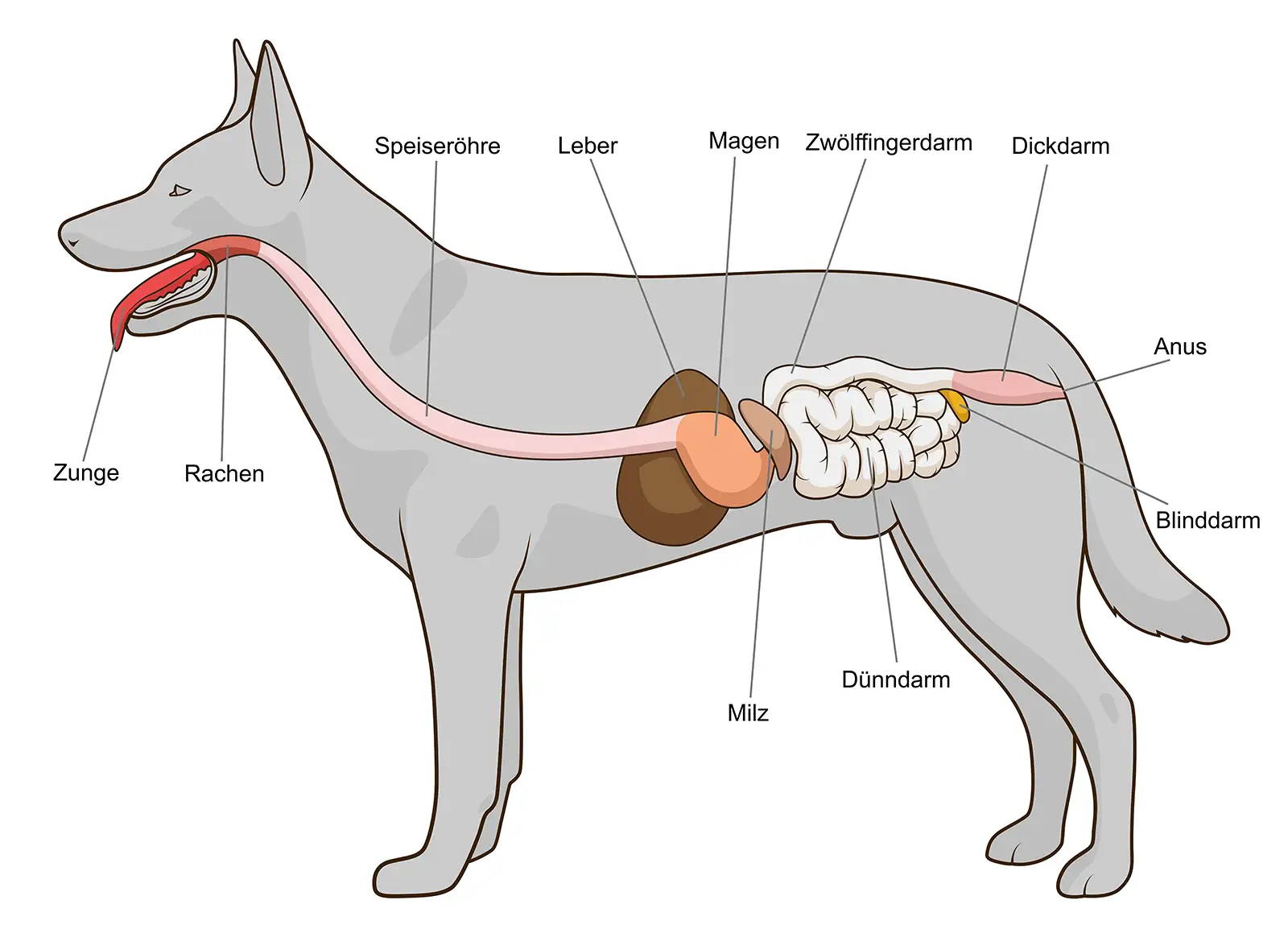 Schematische Darstellung Verdauungsorgane Hund