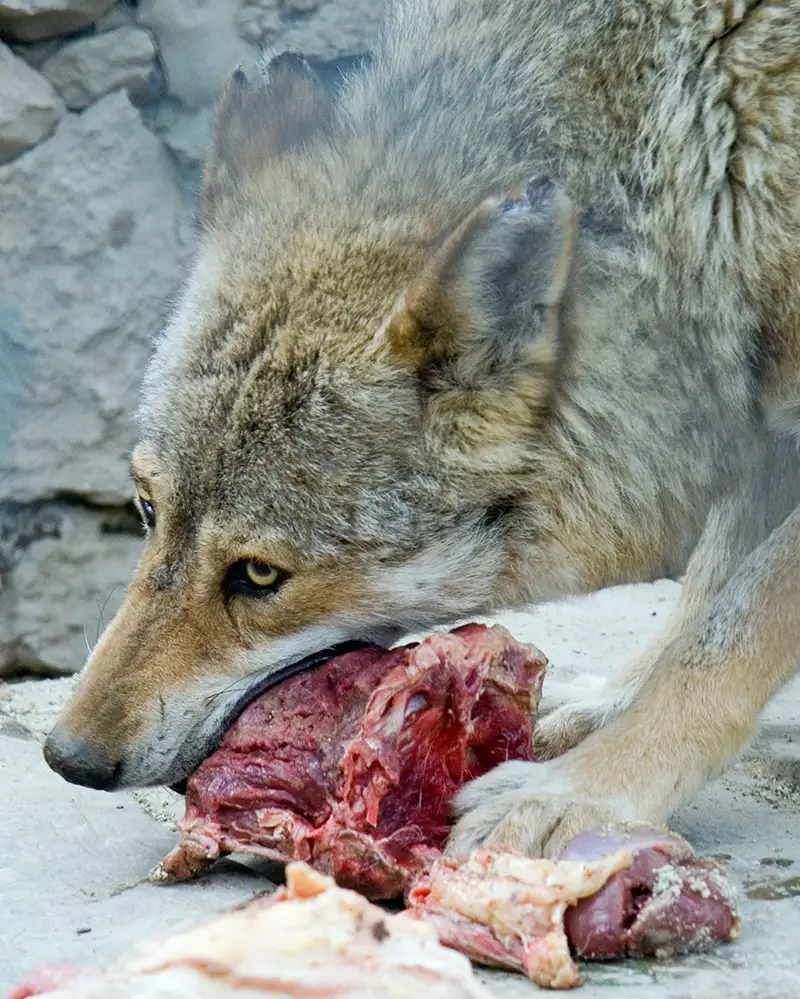 Varg som äter kött