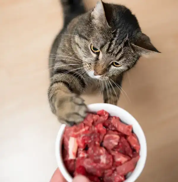 Katze greift an Napf mit rohem Fleisch