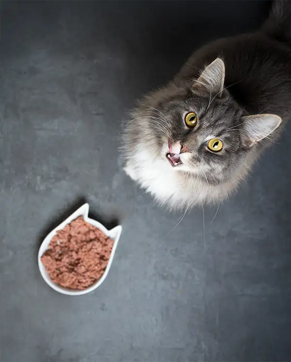 Hochschauende Katze neben gefülltem Futternapf