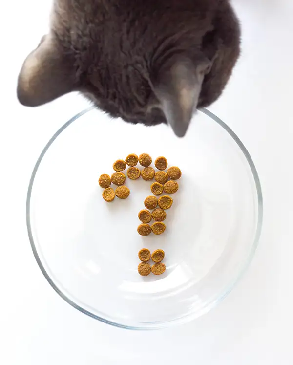 Katze über Fragezeichen aus Futter