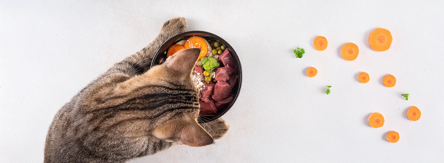 Katze mit BARF-Napf von oben