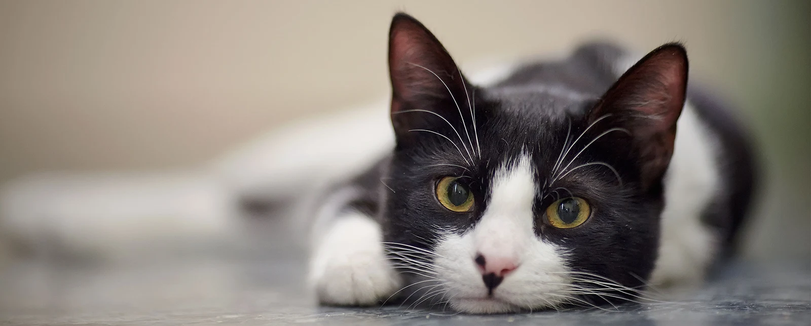 Kidney failure in cats