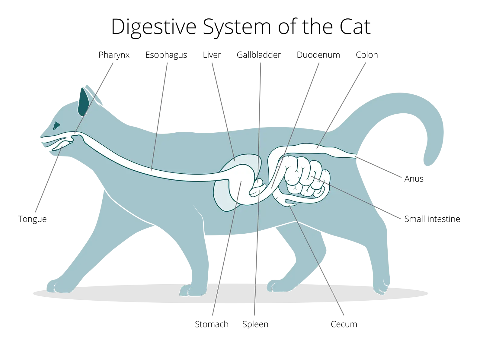 Représentation schématique des organes digestifs du chat