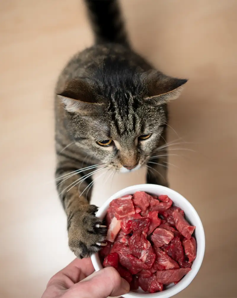 Chat avec la patte sur une gamelle de viande crue