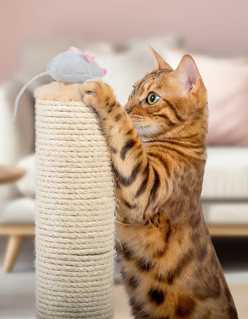 Chat sur un arbre à chat avec une souris en jouet