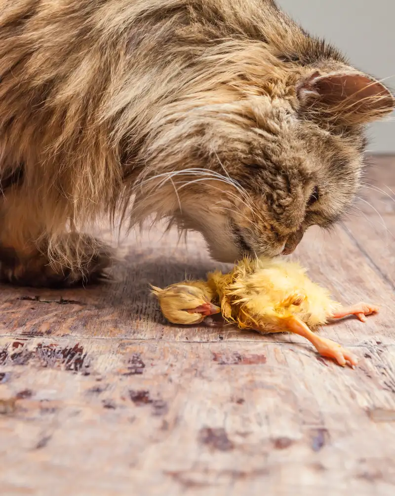 Chat avec poussin mort