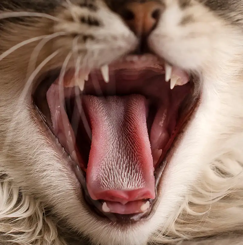 Chat avec la langue tirée