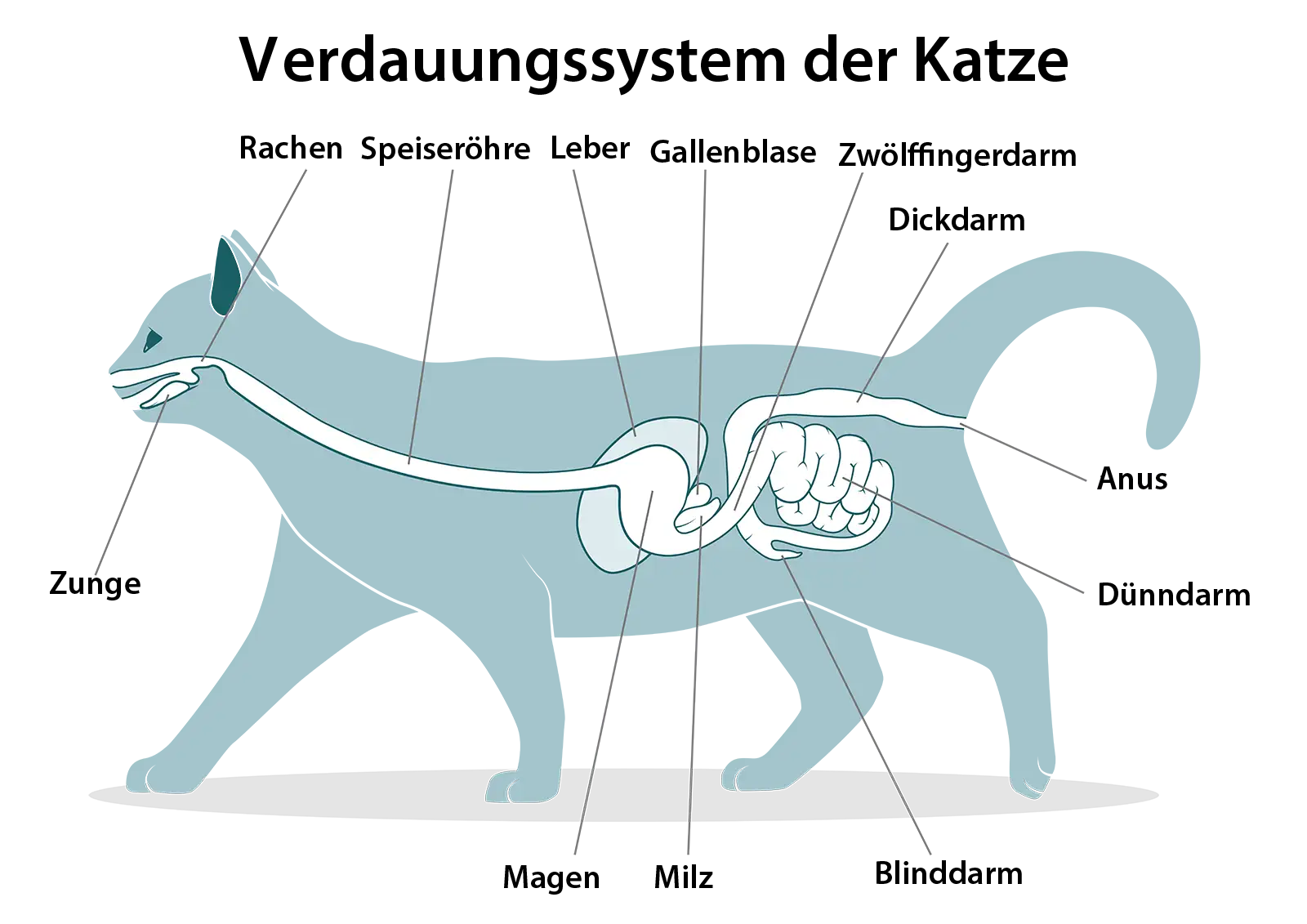 Schematische Darstellung Verdauungsorgane Katze