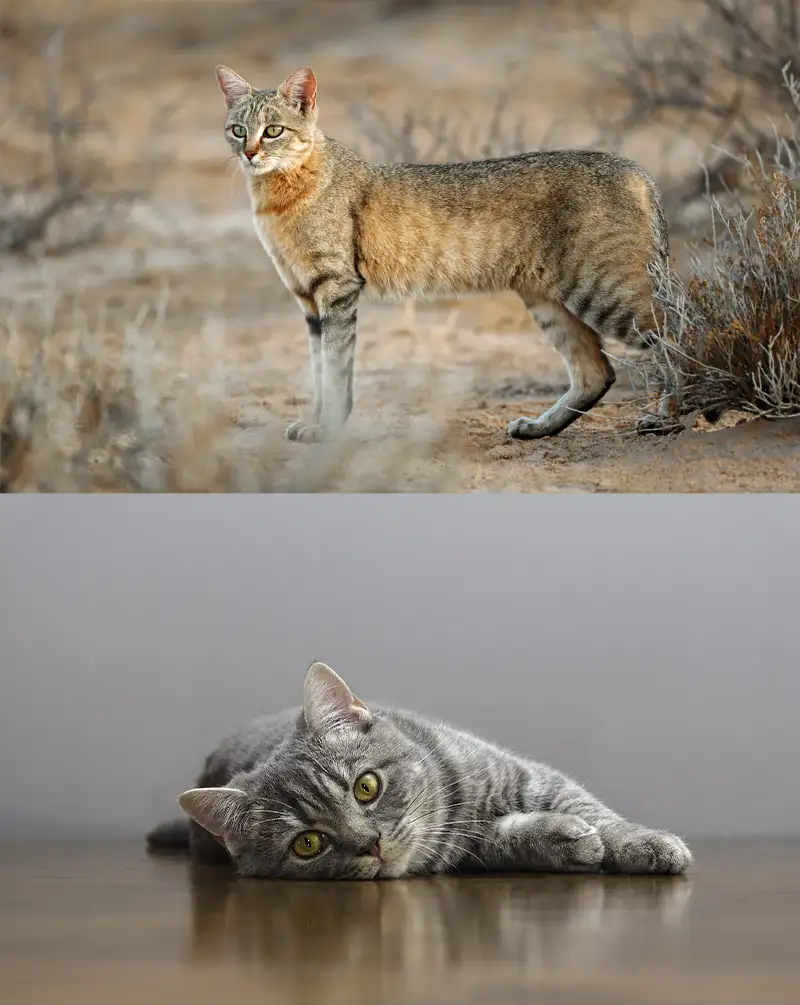 Chat sauvage dans le désert en haut, chat domestique allongé sur un sol en bois en bas