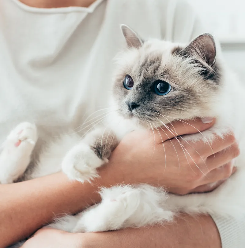 Vit katt i famnen på en kvinna