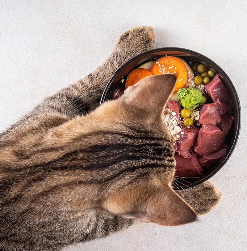 Katt sedd uppifrån över en BARF-skål