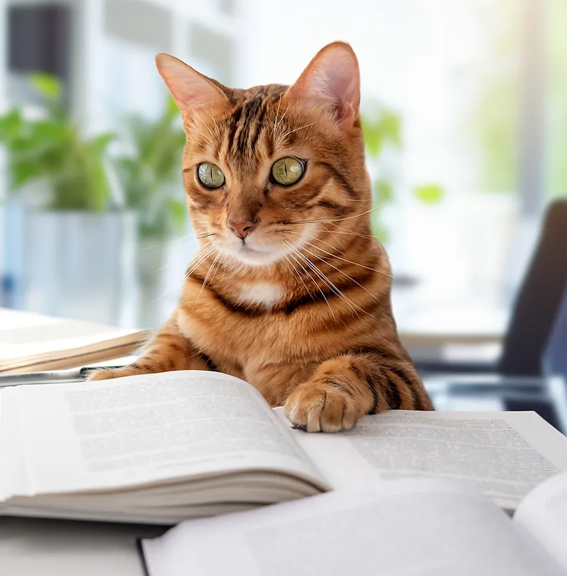 Katt med gröna ögon framför en uppslagen bok