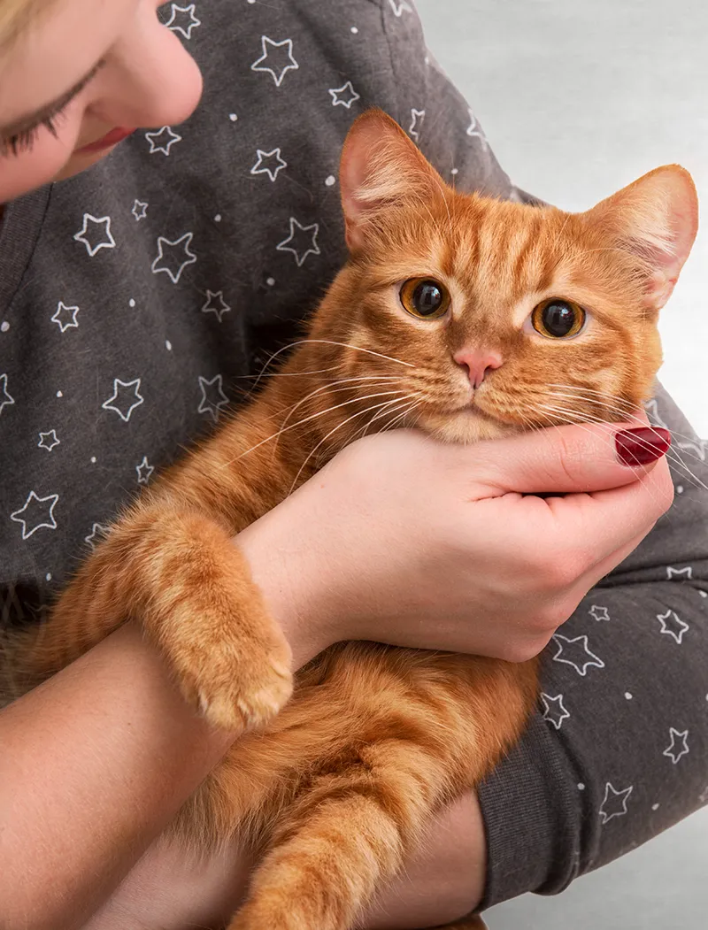 Röd katt i famnen på en kvinna med en tröja med stjärnor