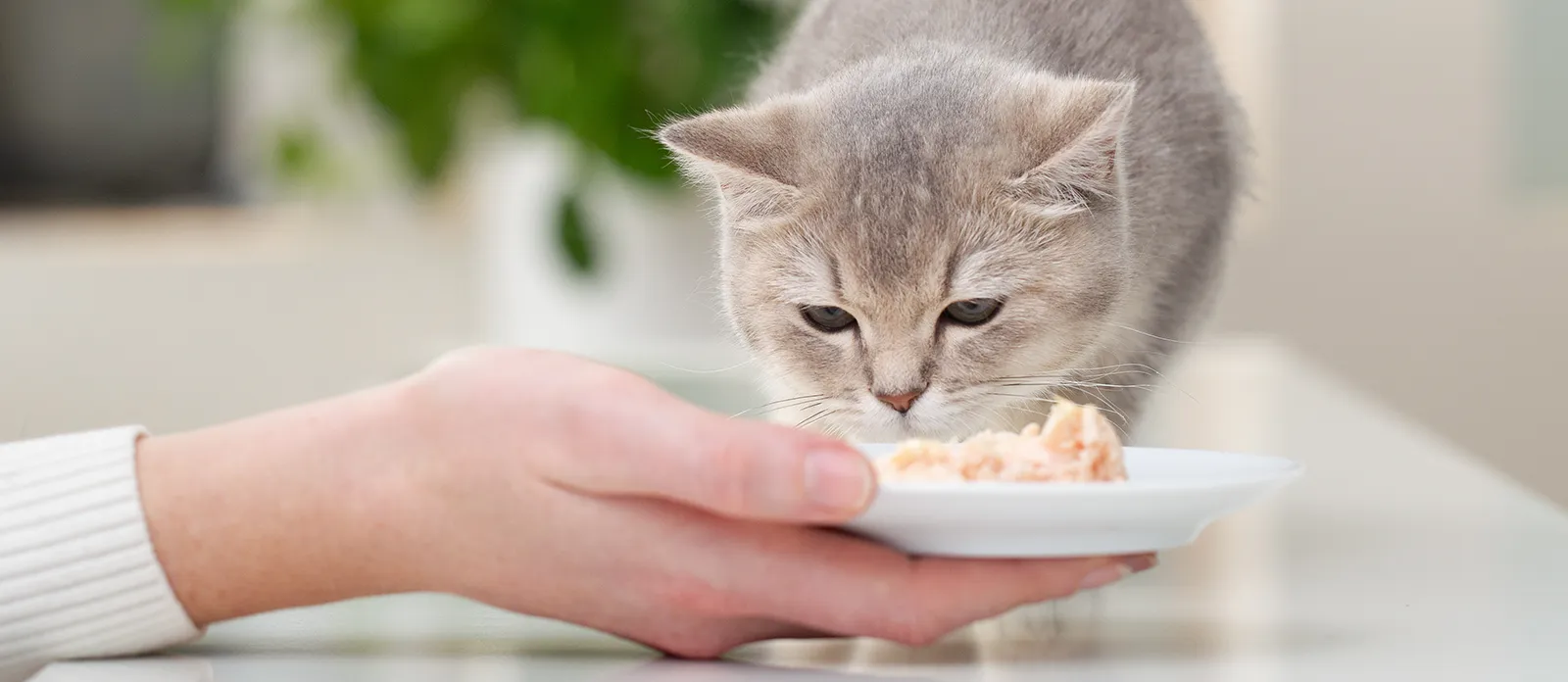 Ljusgrå katt framför en matskål med kött i en kvinnas hand