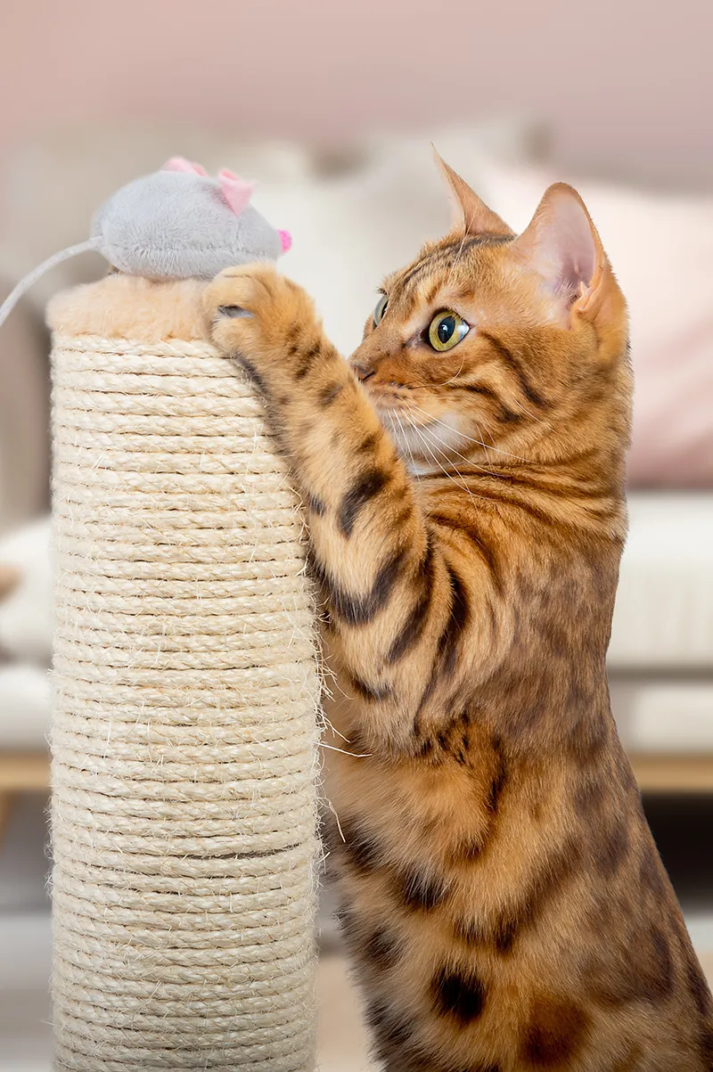Katt vid ett klösträd med en leksaksmus