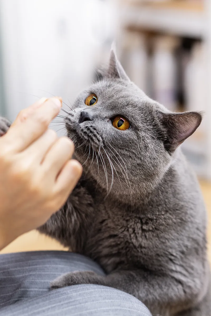 Katt tittar på ett godis i en persons hand