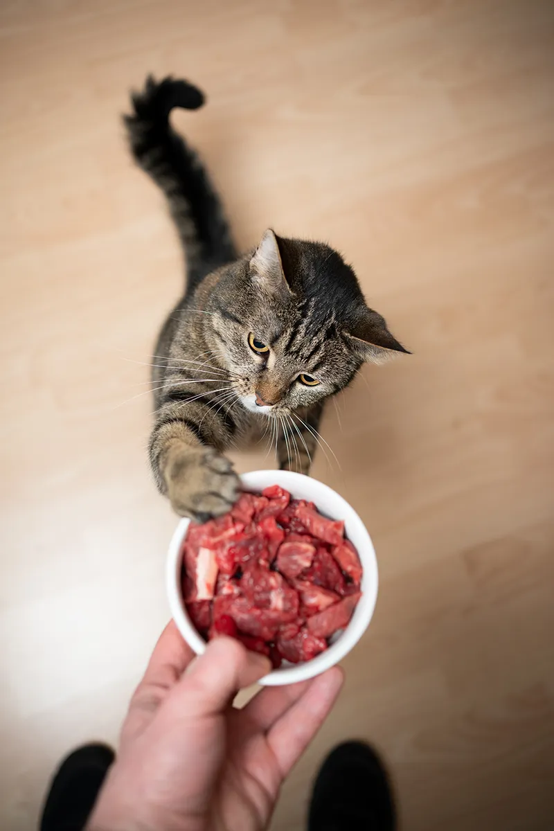 Katt med en skål full av kött